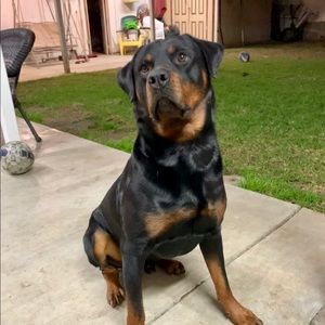 Meet your Posher, Adrian